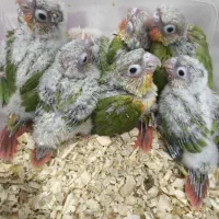 گرینچیک طوطی  عروس کوتوله