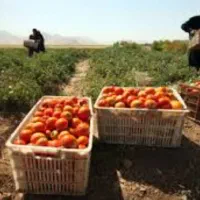 سرکارگر  برداشت محصولات کشاورزی|خدمات باغبانی و درختکاری|کرمانشاه, |دیوار