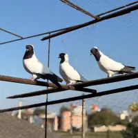 کبوتر راهب المانی|پرنده|گلوگاه, |دیوار