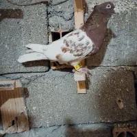 کبوتر رنگی بوم|پرنده|مشهد, چهاربرج|دیوار