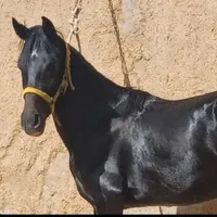 خرید فروش پالونی اسب مادیان الاغ پالونی|حیوانات مزرعه|اصفهان, خلیل آباد|دیوار