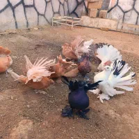 دم چتری آمریکایی|پرنده|ابریشم, |دیوار