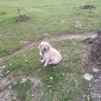 سگ شیتزو|سگ|ماسال, |دیوار