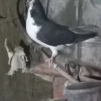 کفتر ساده سیاه پولکی وسرخ|پرنده|خوسف, |دیوار