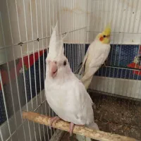 عروس هلندی سخنگو و مولد|پرنده|مینودشت, |دیوار