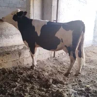 فروش دوراس گاو شیری یک راس گوساله|حیوانات مزرعه|رستم, |دیوار