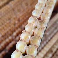 فروش ژل رویال|خوردنی و آشامیدنی|رحیمآباد, |دیوار