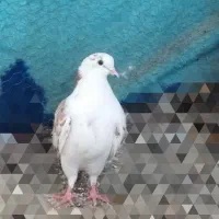 فروش کبوتر