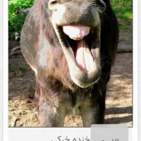 فوری فروشی الاغ سفید