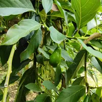 نهال پیوندی آووکادو و میوه آووکادو بندپی بابل