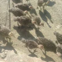 جوجه بوقلمون برنز سینه پهن اصل 45روزه