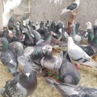 کفتر|پرنده|مشهد, شهید معقول|دیوار