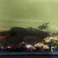 ماهی و آکواریوم