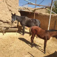 فروش اسب محلی وکره عرب با شناسنامه دار قیمت توافقی|اسب و تجهیزات اسبسواری|همدان, |دیوار