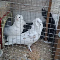 کبوتر کله فر