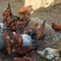 خروس جوان|حیوانات مزرعه|میبد, |دیوار