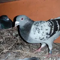 کبوتر دورگ