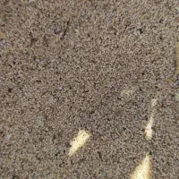 بذر درجه یک شرطی میدم . توم