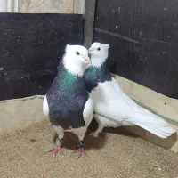 کبوتر ناب|پرنده|ارومیه, |دیوار