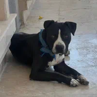 پیت بول سیاه