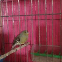 قناری نر|پرنده|مشهد, رضاییه|دیوار