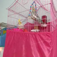 فروش عروس هلندی و مرغ عشق