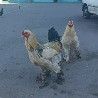 خروس برحما جوان