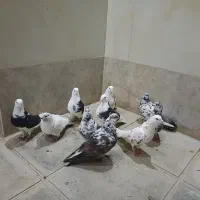 ساعت سنگین|ساعت|نورآباد, |دیوار