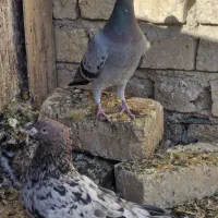 ماده بهبهانی