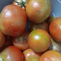 گوجه گلخانه ای