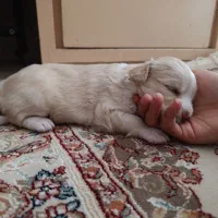 واگذاری سگ ماده