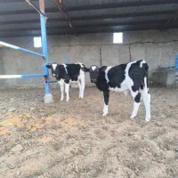 سه راس گوساله نر آمریکایی|حیوانات مزرعه|سیوان, |دیوار