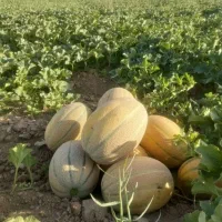 فروش جانا