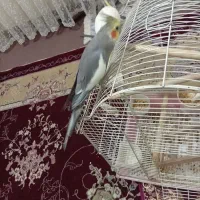 عروس هلندی