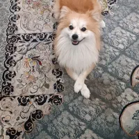 سگ پامرانین گمشده در صدرا محدوده مجتمع قائم