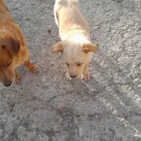 توله پاکوتاه