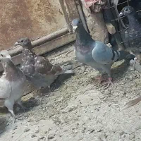 کفتر جوونه نر|پرنده|جلگه ماژان, |دیوار