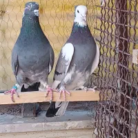 یک جفت نرو ماده کاکلی