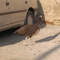 طاووس مصری هندی