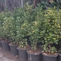 تعدادی  گل یاس و شمشاد طلایی با گلدان