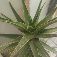 گل زیبا و بزرگ|گل و گیاه طبیعی|نیشابور, گنبد سبز|دیوار