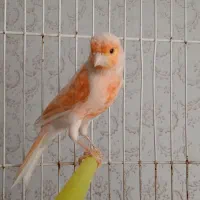 قناری، فولادشهر اصفهان|پرنده|بندر ماهشهر, |دیوار