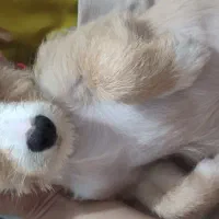 توله سگ اشپیتز تریر