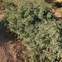 درختچه گل محمدی|گل و گیاه طبیعی|بادرود, |دیوار