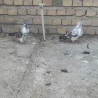 کبوتر تکپر پرشی|پرنده|کلاله, |دیوار