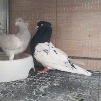 کبوتر‌نروماده|پرنده|شیراز, قلعه نو|دیوار