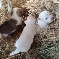 سگ پاکوتا|سگ|میانه, |دیوار