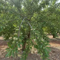 نهال پسته زودبازده، شروع کسب درآمد از سال اول|خدمات باغبانی و درختکاری|الیگودرز, |دیوار