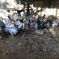 فروش تخم مرغ گلین لری