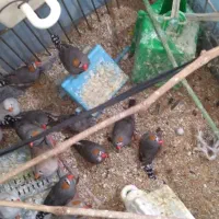فنچ  همه رنگ|پرنده|گلستان (تهران), |دیوار